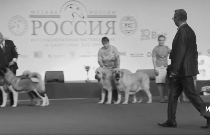 В Москве открылась интернациональная выставка собак