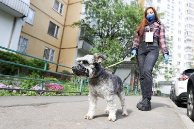 Кинологи: Обезопасить собак от действий догхантеров помогут намордник и дрессировка питомцев
